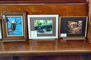 photos of eagle and other birds